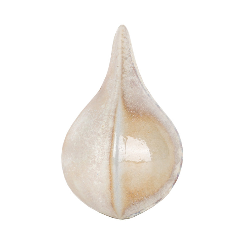Sand Dollar