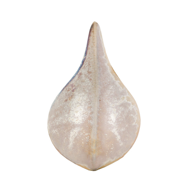 Sand Dollar