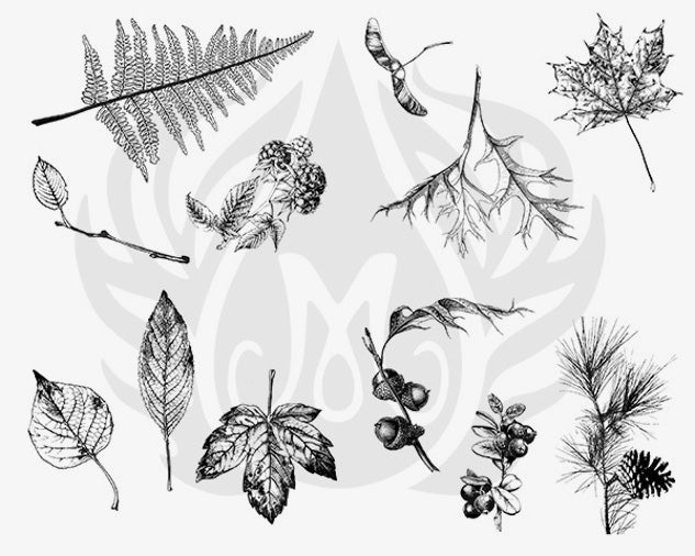 Šablona na sítotisk Mayco DSS-111 Botanical – Leaves – kapradí, listy, žaludy a šiška
